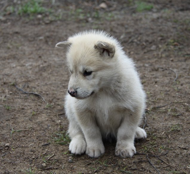 Greenland Dog Pictures